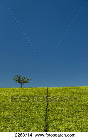 Picture - Small tree amongst hillside covered in tea bushes, Satemwa Tea Estate; Thyolo, Malawi. Fotosearch