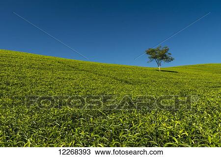 Stock Image - Small tree amongst hillside covered in tea bushes, Satemwa Tea Estate; Thyolo, Malawi. Fotosearch