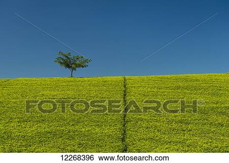Stock Photograph - Small tree amongst hillside covered in tea bushes, Satemwa Tea Estate; Thyolo, Malawi. Fotosearch