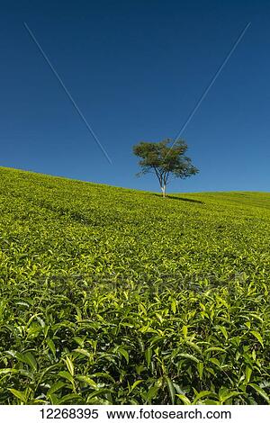 Stock Photography - Small tree amongst hillside covered in tea bushes, Satemwa Tea Estate; Thyolo, Malawi. Fotosearch