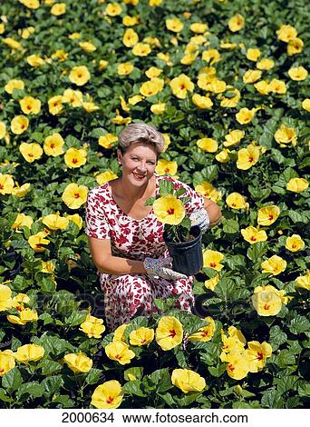 Picture - Smiling Senior Woman In Middle Of Hibiscus Plants, Yellow With Red Centers. Fotosearch