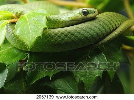 Stock Photo - Smooth Greensnake (Captive), Liochlorophis (Opheodrys) Vernalis, Ecomuseum, Steannedebellevue, Quebec, Canada. Fotosearch