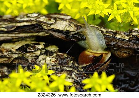 Stock Photograph - Snail in yellow flowers; Pointe-des-Cascades, Quebec, Canada. Fotosearch