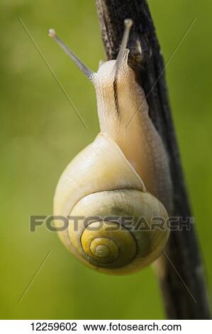 Stock Image - Snail on a plant stem; Quebec, Canada. Fotosearch