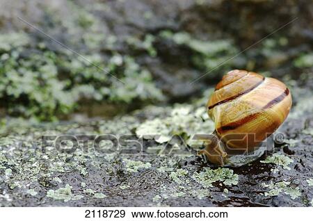 Stock Photo - Snail On A Rock In The Rain; Pointe-Des-Cascades Quebec Canada. Fotosearch
