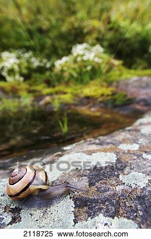 Stock Photography - Snail On A Rock; Pointe-Des-Cascades Quebec Canada. Fotosearch