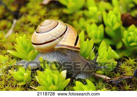 Stock Photo - Snail On Moss; Pointe-Des-Cascades Quebec Canada. Fotosearch