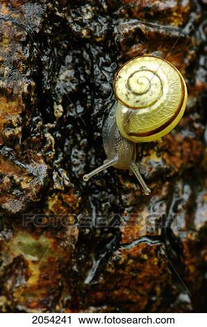 Stock Image - Snail, Pointe-Des-Cascades, Quebec, Canada. Fotosearch