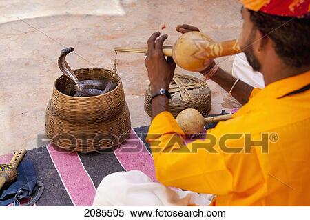 Snake Charming; Jaipur Rajasthan India View Large Photo Image Stock Photography - Snake Charming; Jaipur Rajasthan India. Fotosearch