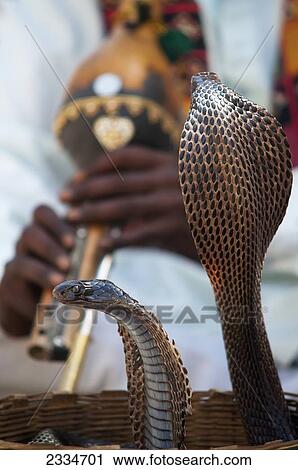 Stock Image - Snake Dancing To Flute Music; Jaipur, Rajasthan, India. Fotosearch