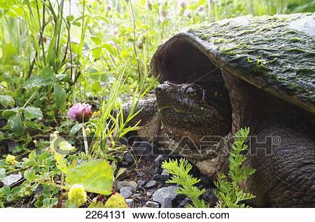 Snapping Turtle; Pointe-Des-Cascades Quebec Canada View Large Photo Image Stock Image - Snapping Turtle; Pointe-Des-Cascades Quebec Canada. Fotosearch
