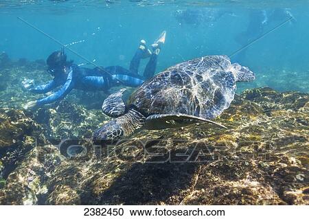 Stock Image - Snorkeling with Galapagos green sea turtle; Santiago Island, Galapagos Islands, Ecuador. Fotosearch