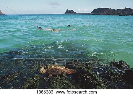 Snorklers With Marine Iguana In Foreground; Galapagos Islands, Ecuador View Large Photo Image Stock Image - Snorklers With Marine Iguana In Foreground; Galapagos Islands, Ecuador. Fotosearch