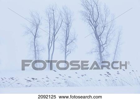 Snow Blowing Through Bare Trees; Sainte-Anne-De-Sabrevois Quebec Canada View Large Photo Image Stock Photography - Snow Blowing Through Bare Trees; Sainte-Anne-De-Sabrevois Quebec Canada. Fotosearch