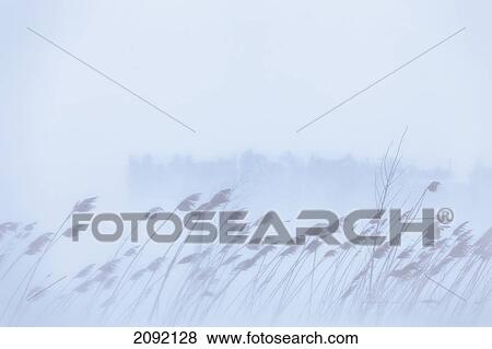 Snow Blowing Through Leafy Plants; Saint-Sebastien Quebec Canada View Large Photo Image Stock Photo - Snow Blowing Through Leafy Plants; Saint-Sebastien Quebec Canada. Fotosearch