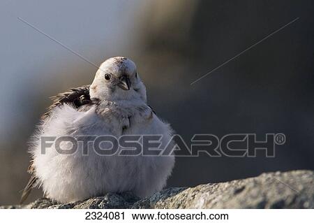 Snow bunting bird; Iceland View Large Photo Image Stock Image - Snow bunting bird; Iceland. Fotosearch