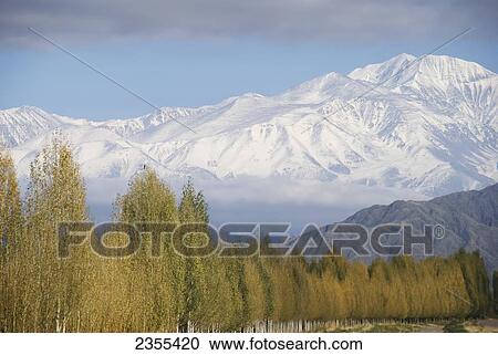 Snow-Capped Mountains With Poplars In Golden Colours In The Foreground; Mendoza, Argentina View Large Photo Image Stock Image - Snow-Capped Mountains With Poplars In Golden Colours In The Foreground; Mendoza, Argentina. Fotosearch