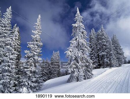 Snow Capped Trees On Aspen Mountain. View Large Photo Image Stock Photo - Snow Capped Trees On Aspen Mountain.. Fotosearch