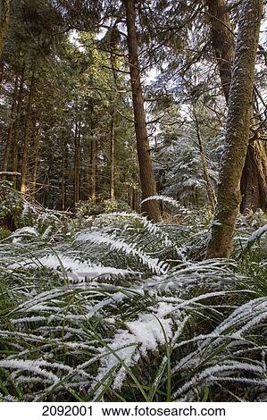 Stock Image - Snow-Covered Ferns In The Rainforest In Pacific Rim National Park; Vancouver Island British Columbia Canada. Fotosearch