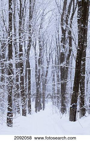 Stock Photo - Snow-Covered Forest; Saint-Adrien-D'irlande Quebec Canada. Fotosearch