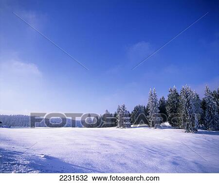 Snow Covered Forest Trees. Mouthe. Jura Mountains. Franche Comt View Large Photo Image Stock Image - Snow Covered Forest Trees. Mouthe. Jura Mountains. Franche Comt. Fotosearch