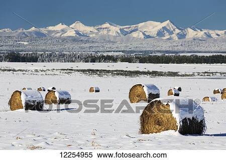 Snow covered hay bales in a snow covered field with snowy mountains in the background with blue sky; Alberta, Canada View Large Photo Image Stock Photography - Snow covered hay bales in a snow covered field with snowy mountains in the background with blue sky; Alberta, Canada. Fotosearch