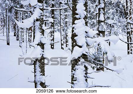 Stock Photograph - Snow-Covered On Coniferous Forest, Saint-Adrien-D'irlande, Quebec. Fotosearch