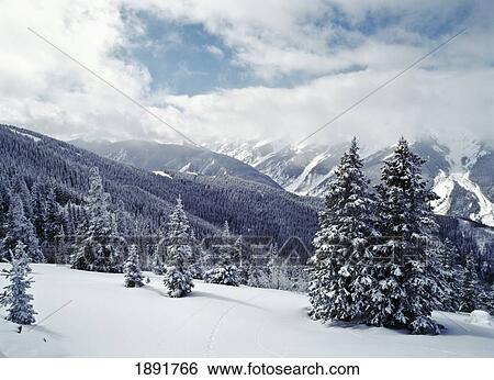 Stock Photograph - Snow Covered Pine Trees On Mountain. Fotosearch