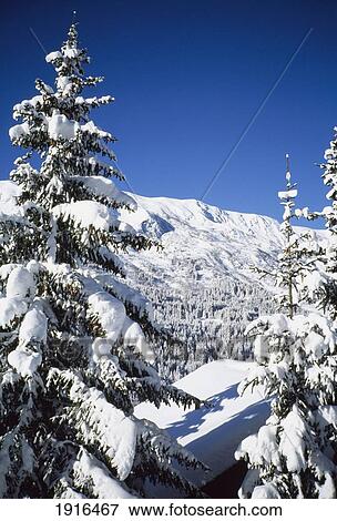 Snow Covered Pine Trees View Large Photo Image Stock Photo - Snow Covered Pine Trees. Fotosearch