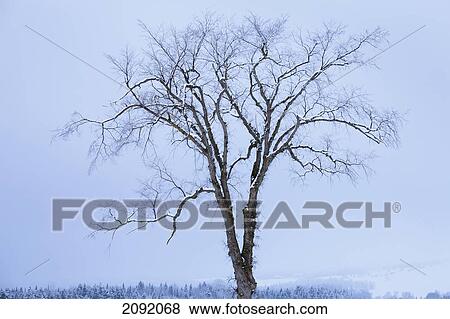 Snow-Covered Tree; Saint-Adrien-D'irlande Quebec Canada View Large Photo Image Stock Photo - Snow-Covered Tree; Saint-Adrien-D'irlande Quebec Canada. Fotosearch