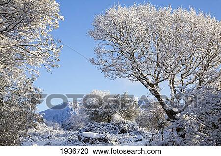 Snow Covered Trees Against A Blue Sky In Winter; Tahilla County Kerry Ireland View Large Photo Image Stock Image - Snow Covered Trees Against A Blue Sky In Winter; Tahilla County Kerry Ireland. Fotosearch