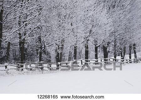 Stock Photography - Snow covered trees along a fence and field in winter; Bromont, Quebec, Canada. Fotosearch