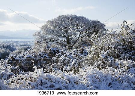 Snow Covered Trees In Winter; Tahilla County Kerry Ireland View Large Photo Image Stock Photo - Snow Covered Trees In Winter; Tahilla County Kerry Ireland. Fotosearch