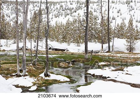 Picture - Snow In Yellowstone National Park; Wyoming United States Of America. Fotosearch