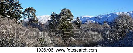 Snow On The Trees And Hills; Bonane County Kerry Ireland View Large Photo Image Stock Photograph - Snow On The Trees And Hills; Bonane County Kerry Ireland. Fotosearch