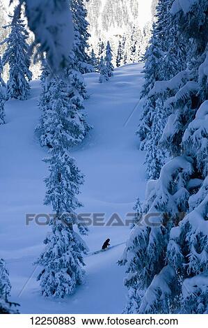 Snowboarder in deep snow amongst trees, Arlberg; Austria View Large Photo Image Stock Image - Snowboarder in deep snow amongst trees, Arlberg; Austria. Fotosearch