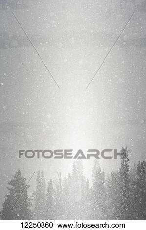 Stock Image - Snowfall over a forest of pine trees; Wyoming, United States of America. Fotosearch