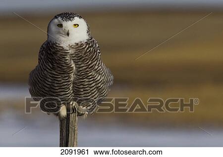 Stock Image - Snowy Owl Perched On Fence Post; Saskatchewan Canada. Fotosearch