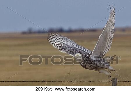 Stock Photography - Snowy Owl Taking Flight Off Barbed Wire Fence; Saskatchewan Canada. Fotosearch
