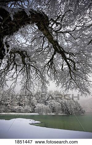 Stock Photo - Snowy Shoreline Of A Lake; Bellingham, Washington, Usa. Fotosearch