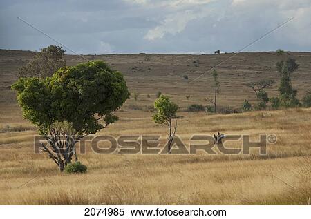 Stock Photography - Soamadio, Fianarantsoa Province, Madagascar. Fotosearch