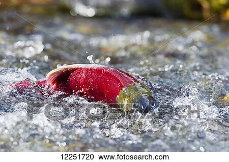 Stock Image - Sockeye salmon (Oncorhynchus nerka) in a mountain stream; Paxson, Alaska, United States of America. Fotosearch