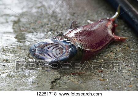 Stock Photo - Sockeye salmon (Oncorhynchus nerka) on the ground with open mouth; Paxson, Alaska, United States of America. Fotosearch