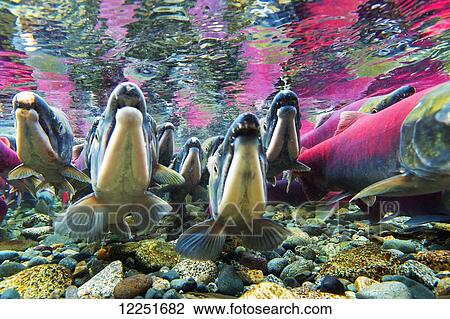 Stock Image - Sockeye salmon (Oncorhynchus nerka) underwater; Paxson, Alaska, United States of America. Fotosearch
