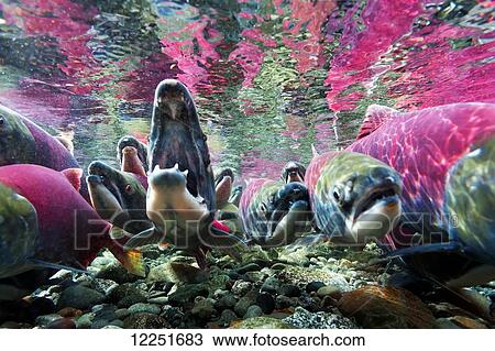 Sockeye salmon (Oncorhynchus nerka) underwater; Paxson, Alaska, United States of America View Large Photo Image Stock Image - Sockeye salmon (Oncorhynchus nerka) underwater; Paxson, Alaska, United States of America. Fotosearch