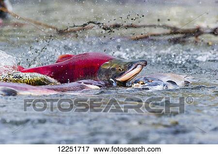 Sockeye salmon (Oncorhynchus nerka) struggles over sandspit; Paxson, Alaska, United States of America View Large Photo Image Stock Photo - Sockeye salmon (Oncorhynchus nerka) struggles over sandspit; Paxson, Alaska, United States of America. Fotosearch