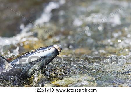 Stock Photo - Sockeye salmon (Oncorhynchus nerka) struggles upstream; Paxson, Alaska, United States of America. Fotosearch