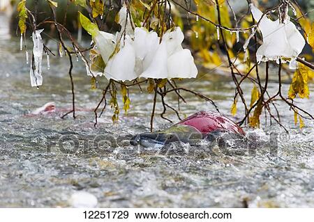 Stock Photo - Sockeye salmon (Oncorhynchus nerka) lies under icy tree branches hanging over the river; Paxson, Alaska, United States of America. Fotosearch