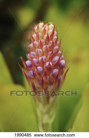 Soft Focus Close-Up Of A Pink Bromeliad, Green Background View Large Photo Image Stock Photography - Soft Focus Close-Up Of A Pink Bromeliad, Green Background. Fotosearch