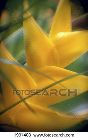 Stock Image - Soft Focus Detail Of Yellow Heliconia Flower On Plant A22A. Fotosearch